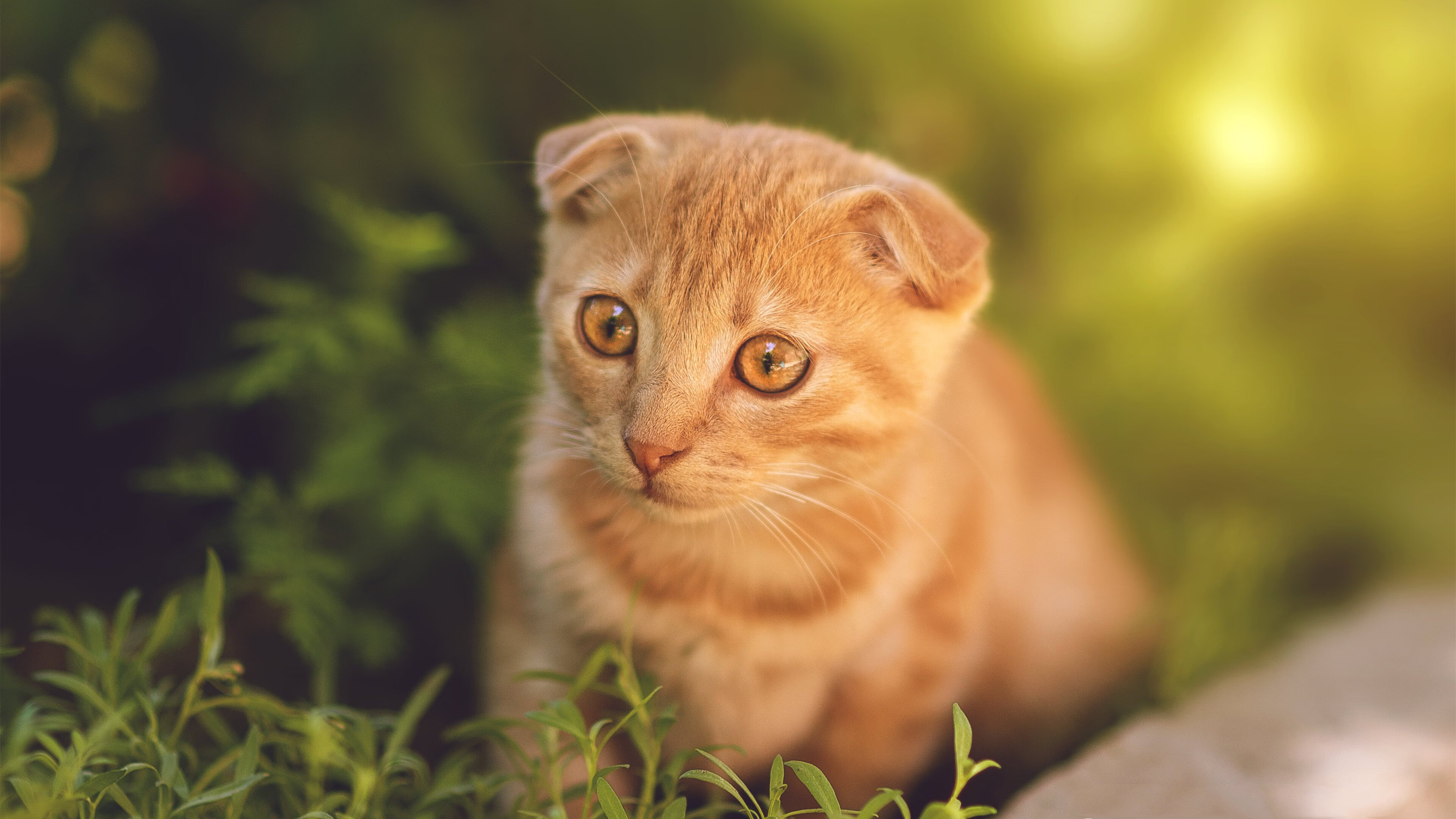 北欧风暴席卷伊比利亚，王皓的魔法时刻与一场史诗逆转