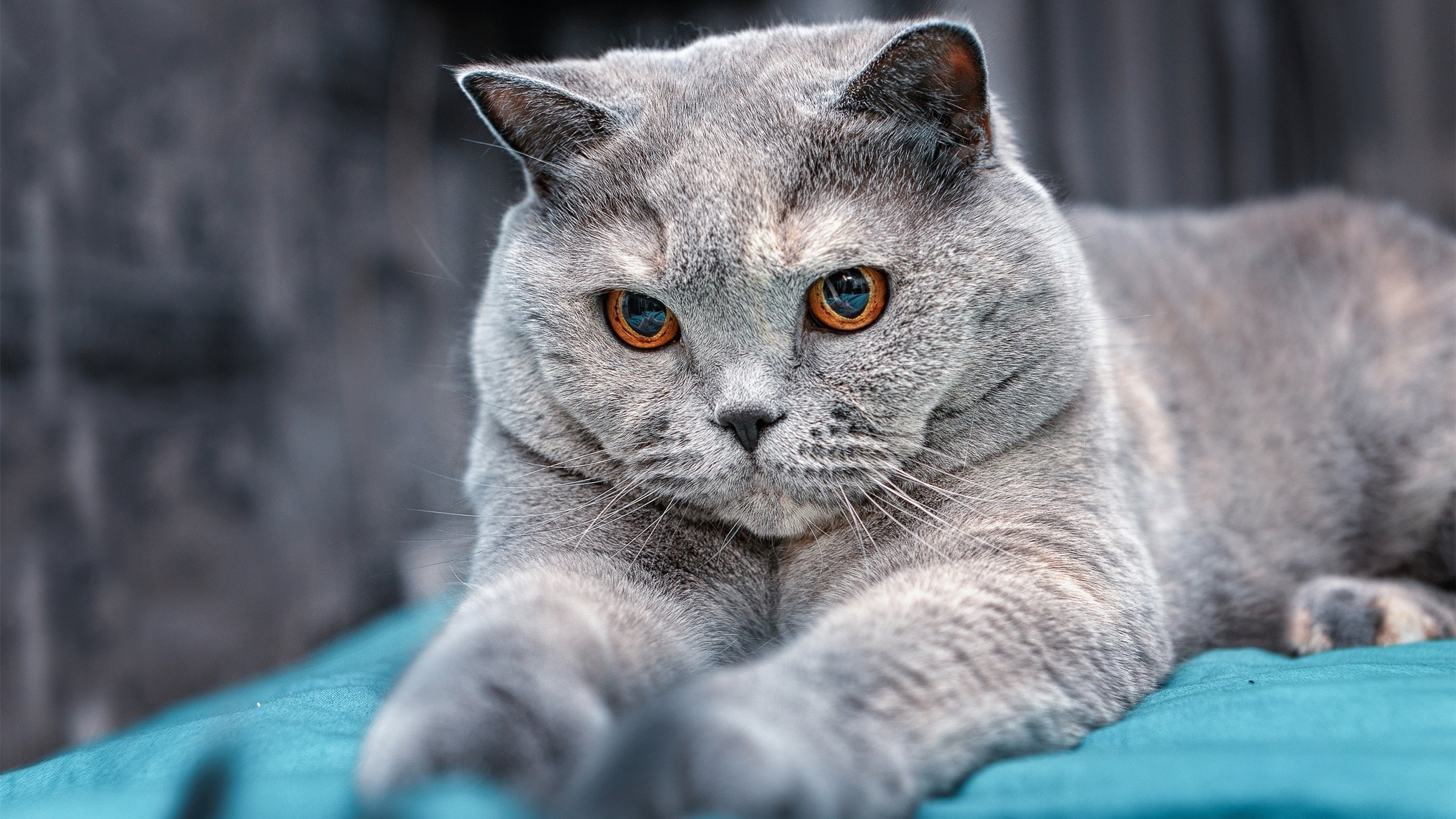 佩雷兹一骑绝尘的独角戏，索伯暗度陈仓完成对哈斯的致命逆转