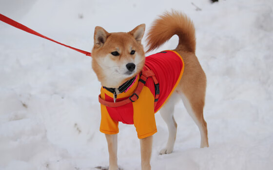 开云体育平台APP-极速狂飙与加时鏖战，F1揭幕战与安哥拉胜南非的激情交响