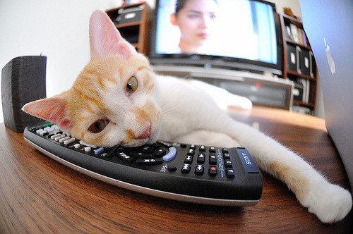 开云体育平台APP-禁区狐影，当伊布单枪匹马撕裂波斯铁壁