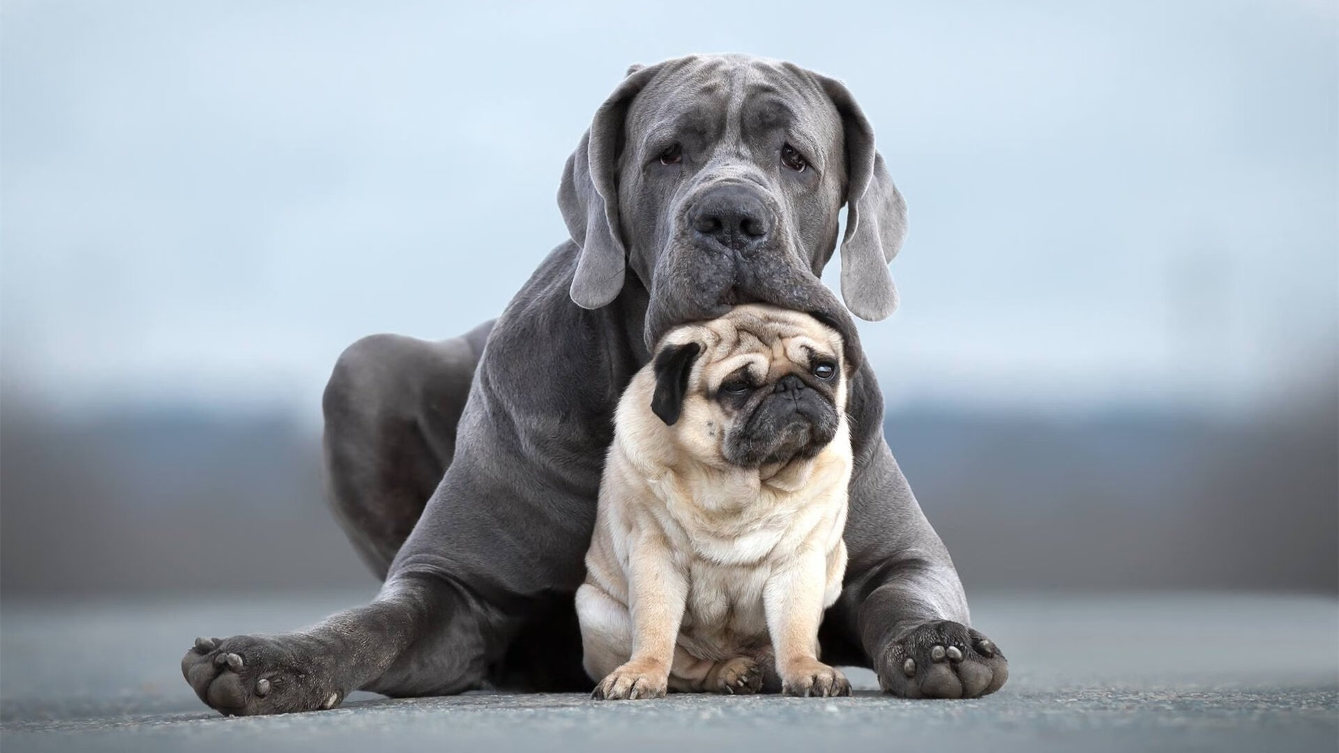 绿茵赛道，当楚阿梅尼在巴黎驾驶法国战车，F1的引擎已在远方轰鸣