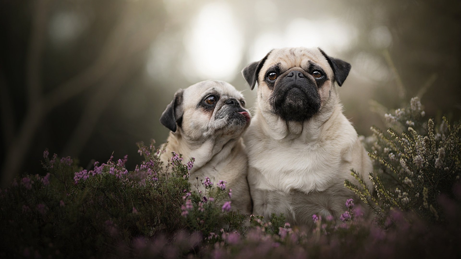 开云体育-君临天下，詹姆斯39+12+10统治级三双，快船舰队火力全开碾压篮网