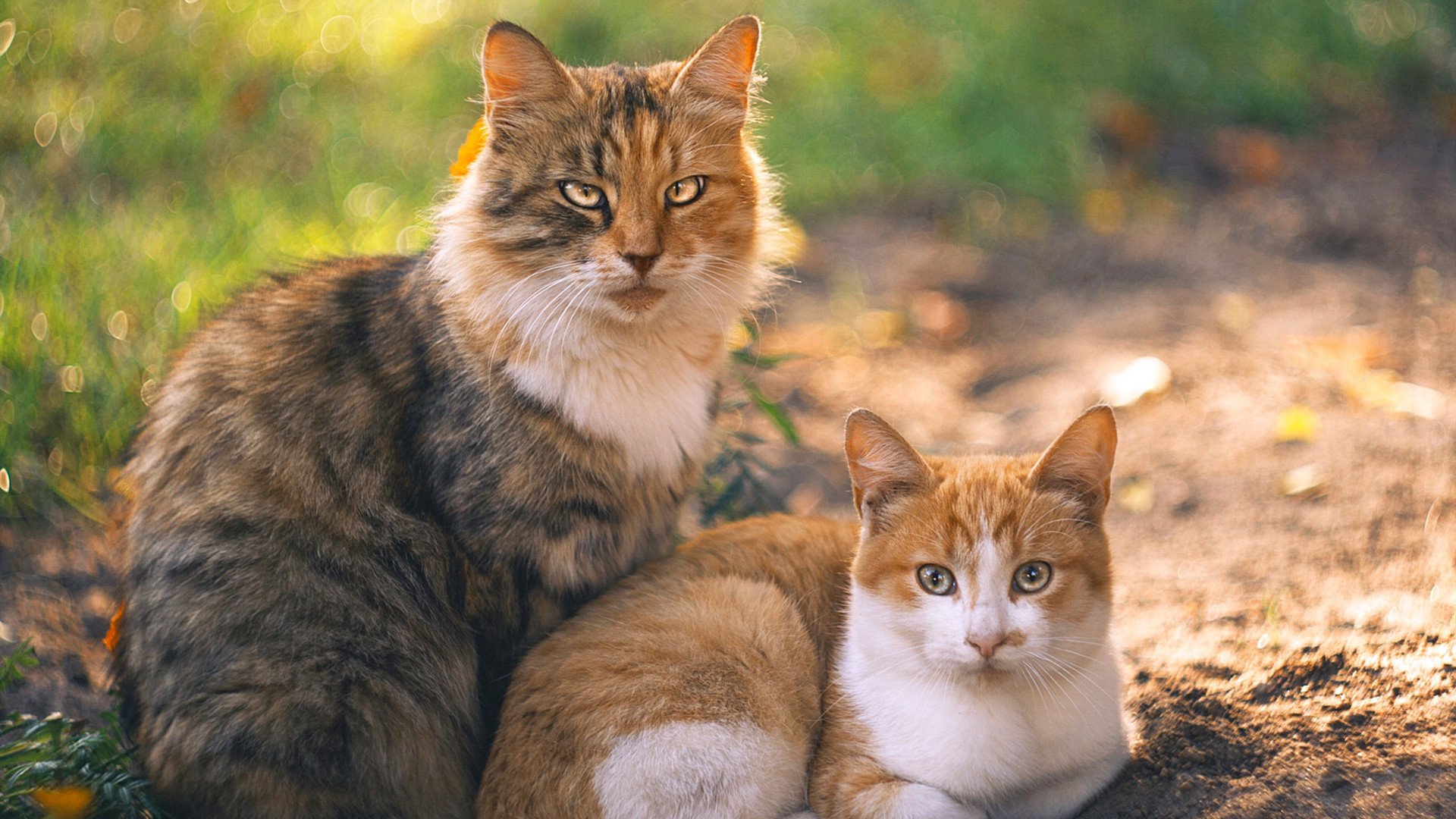 开云体育登录-败者为王，西亚卡姆的孤胆英雄叙事与湖人钢铁防线的双重奏