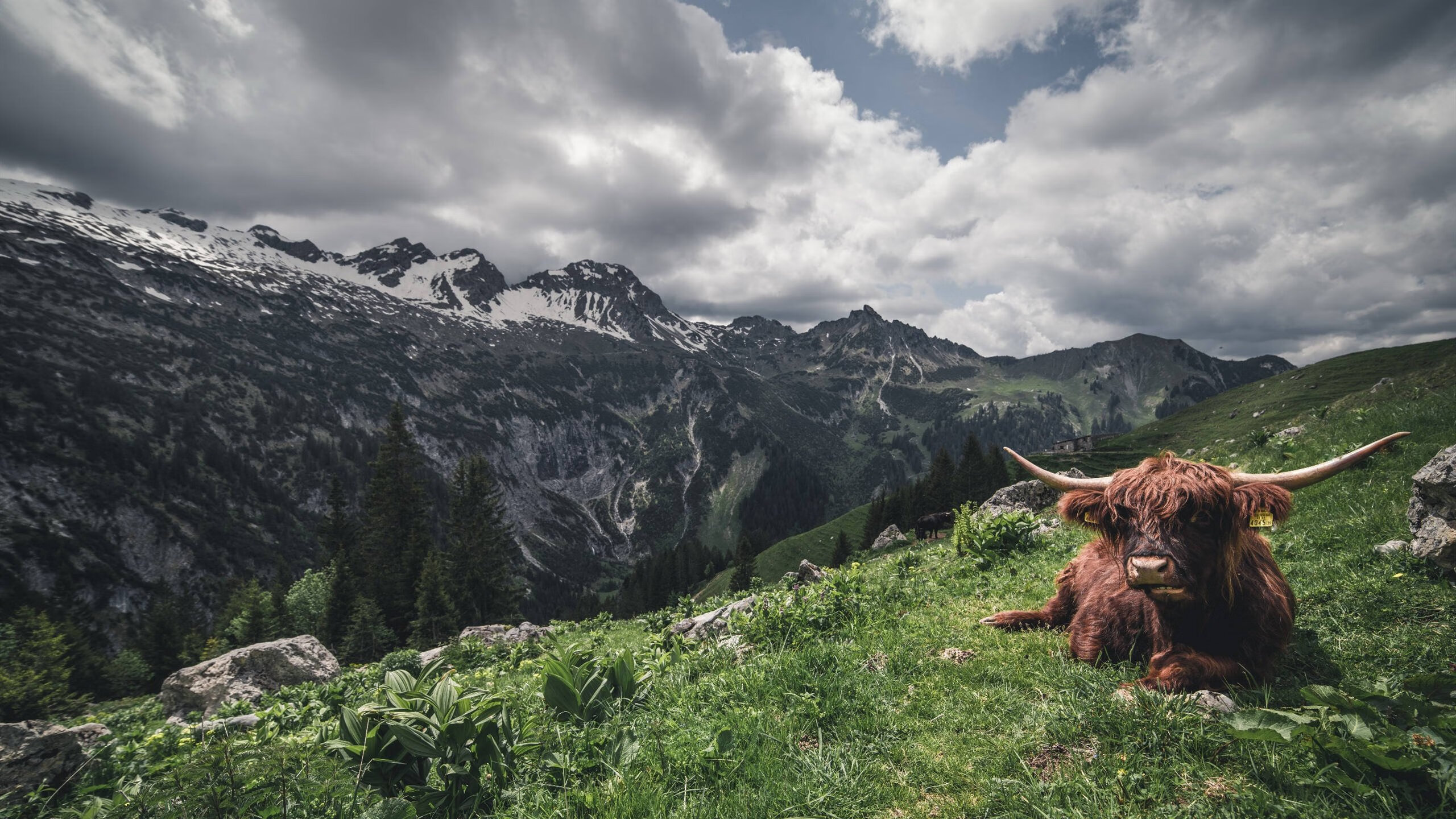 开云体育登录-猛龙对阵公牛，米切尔的丝滑节奏，打破攻防惯性
