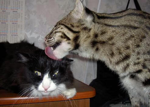 开云体育入口-极速引擎与冰冷火焰，当F1红焰划破巴林夜空，伦纳德撕碎迈阿密防线