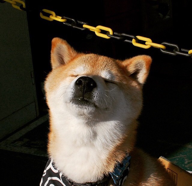 唯一性之战，库里制胜表现引领猛龙踏平广东队